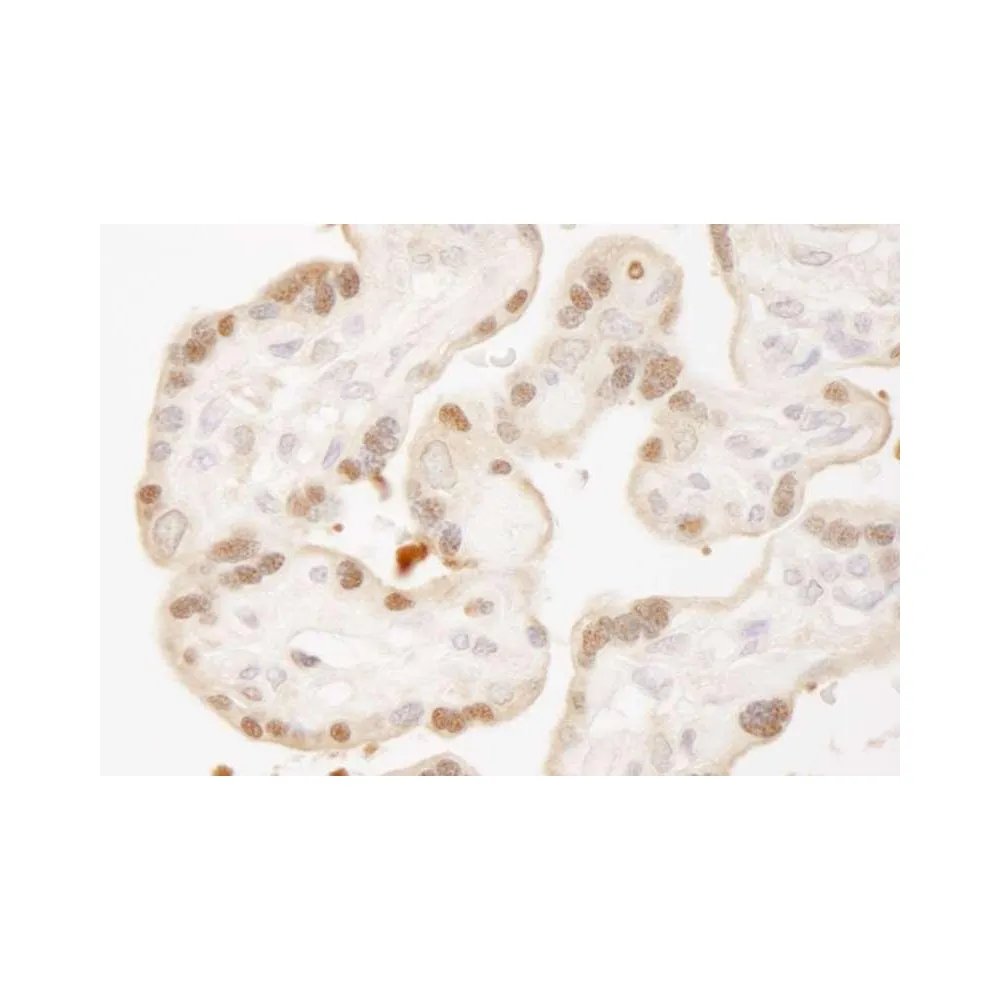 Rabbit anti-MST1, 2/STK3, 4 IHC Antibody, Affinity Purified