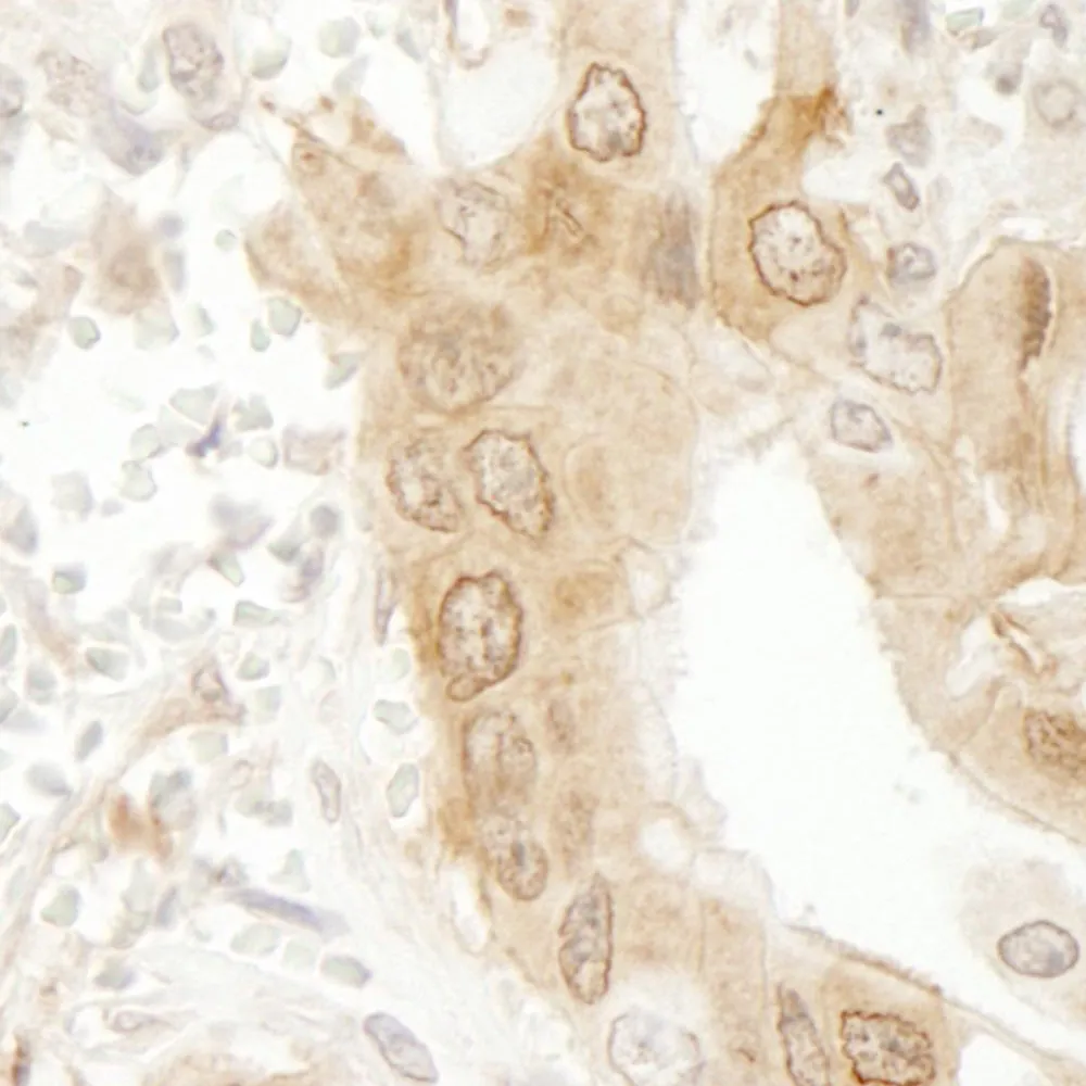 Rabbit anti-Paxillin IHC Antibody, Affinity Purified
