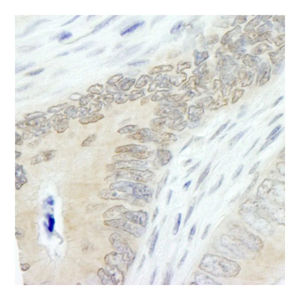Rabbit anti-Lasu1/Ureb1 IHC Antibody, Affinity Purified