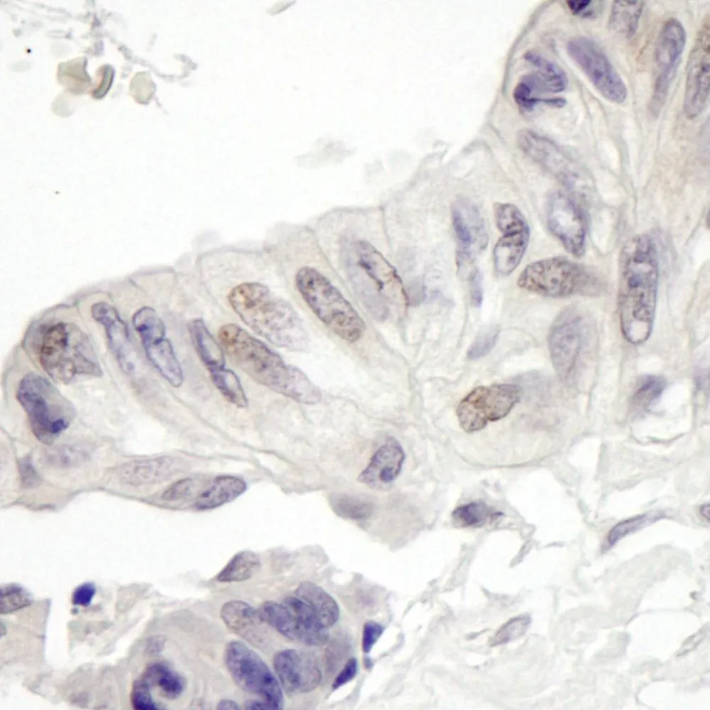 Rabbit anti-MAML1 IHC Antibody, Affinity Purified