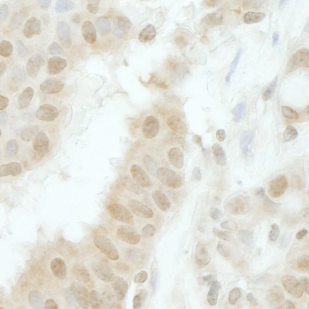 Rabbit anti-Tip41 IHC Antibody, Affinity Purified