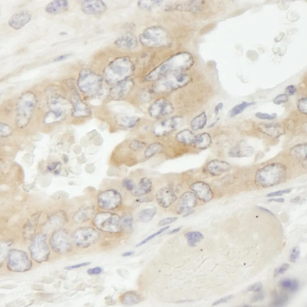 Rabbit anti-eEF1G IHC Antibody, Affinity Purified
