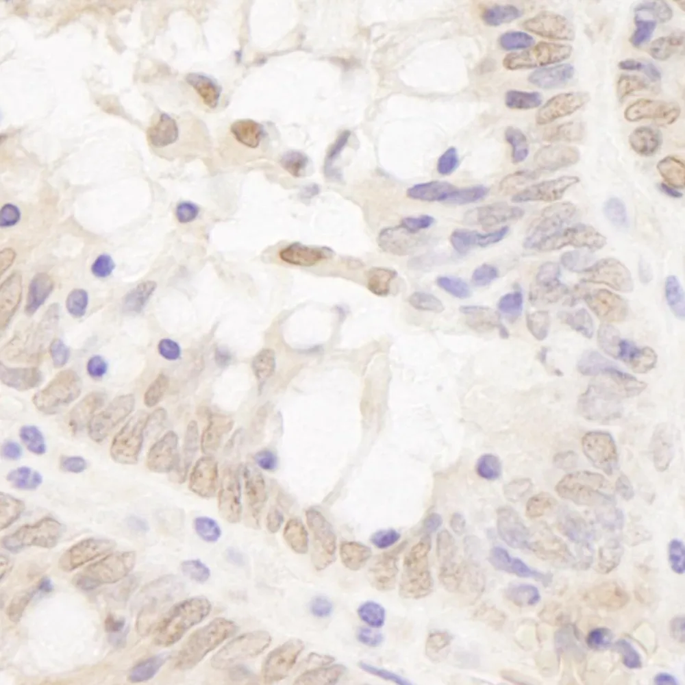 Rabbit anti-TCF12 IHC Antibody, Affinity Purified