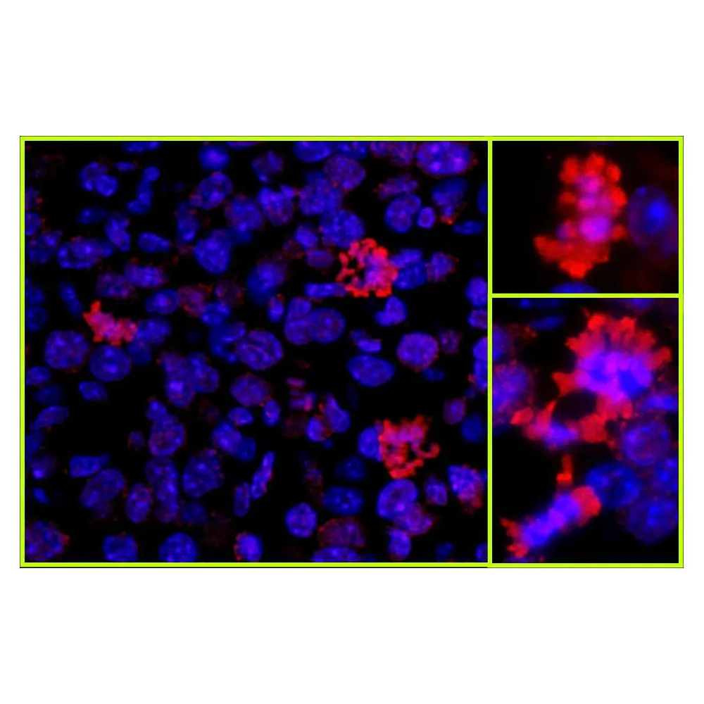 Rabbit anti-Histone H3 IHC Antibody, Affinity Purified