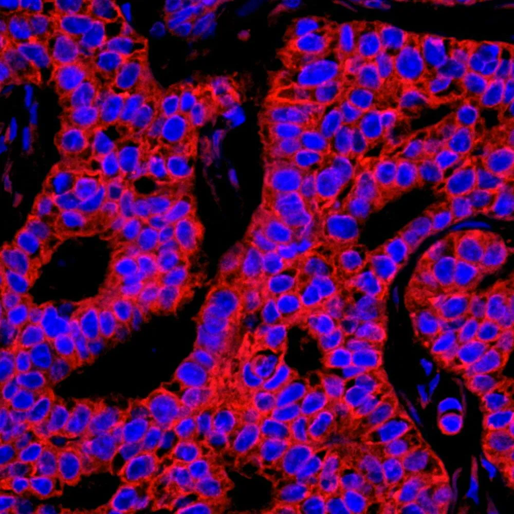Rabbit anti-KARS IHC Antibody, Affinity Purified
