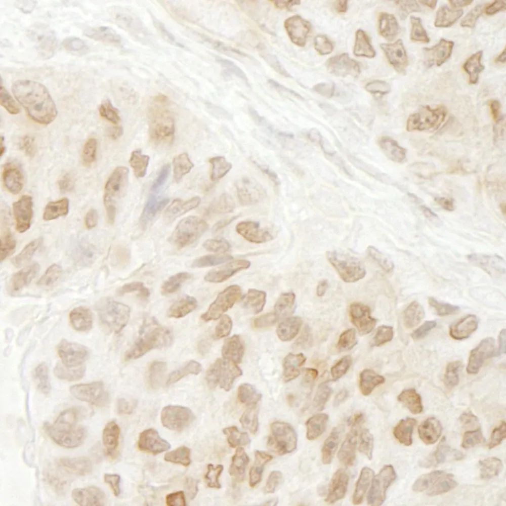 Rabbit anti-G9A/EHMT2 IHC Antibody, Affinity Purified