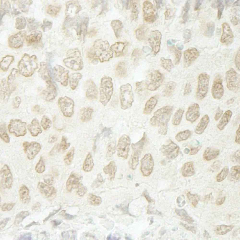 Rabbit anti-SFRS8/SWAP IHC Antibody, Affinity Purified