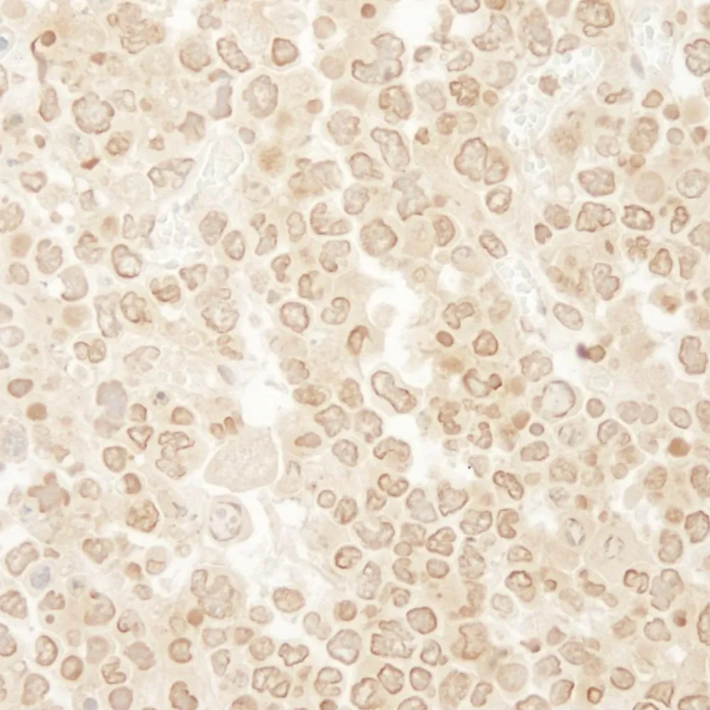 Rabbit anti-MCAK IHC Antibody, Affinity Purified