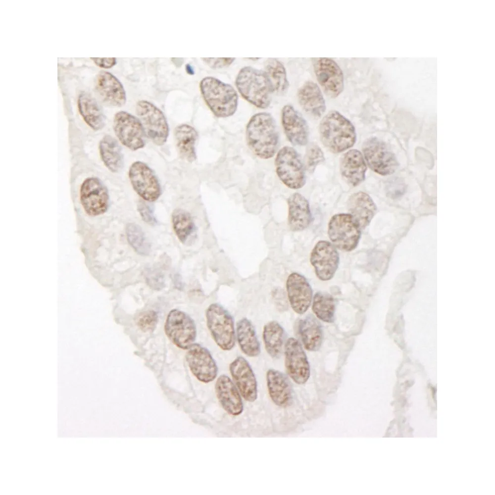 Rabbit anti-Cyclin L1 IHC Antibody, Affinity Purified