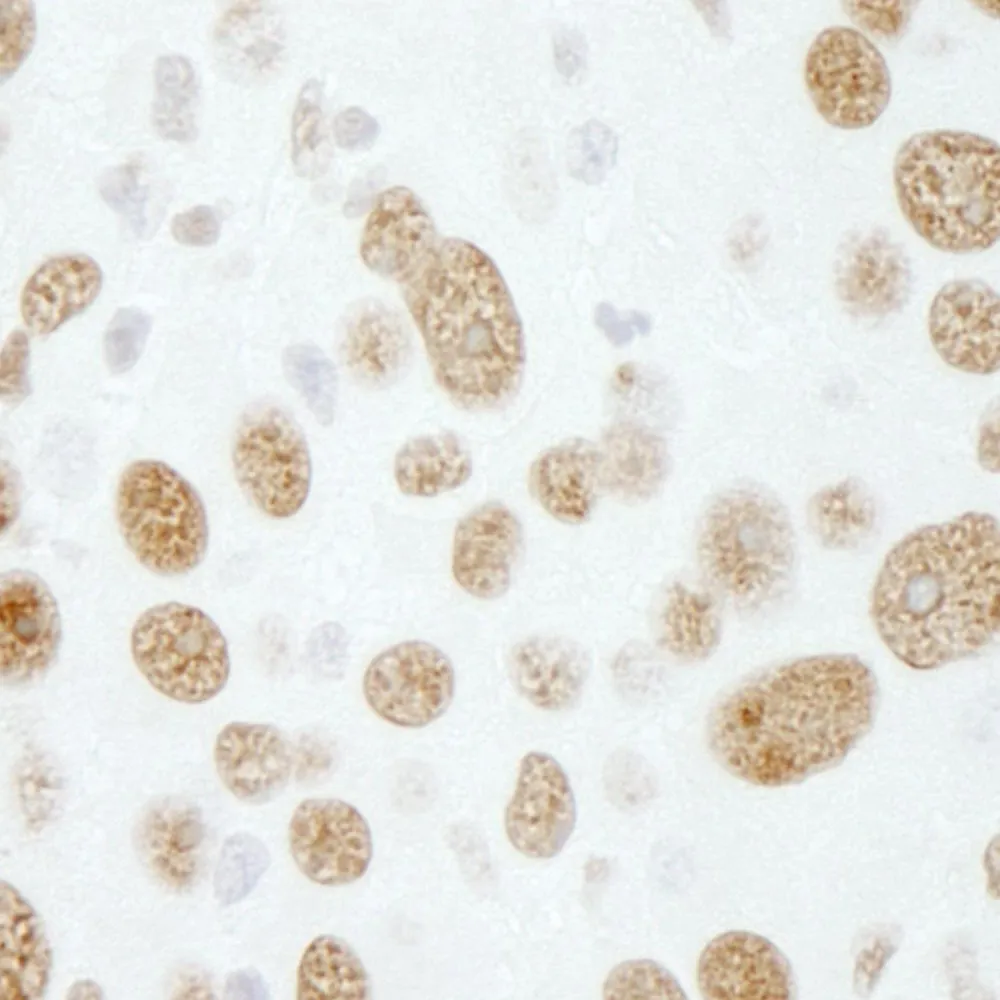 Rabbit anti-RALY IHC Antibody, Affinity Purified