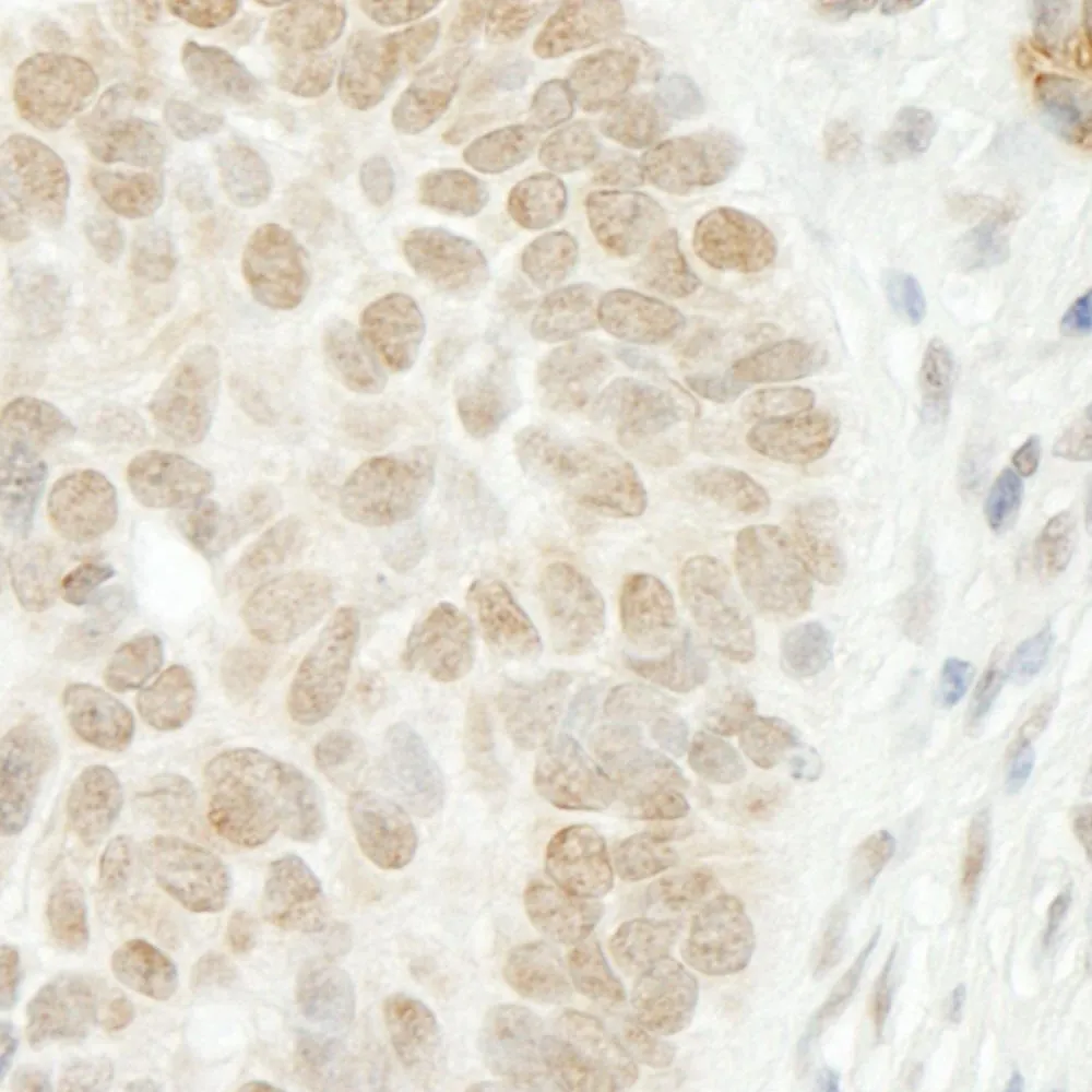 Rabbit anti-CSTF2T/TauCSTF64 IHC Antibody, Affinity Purified