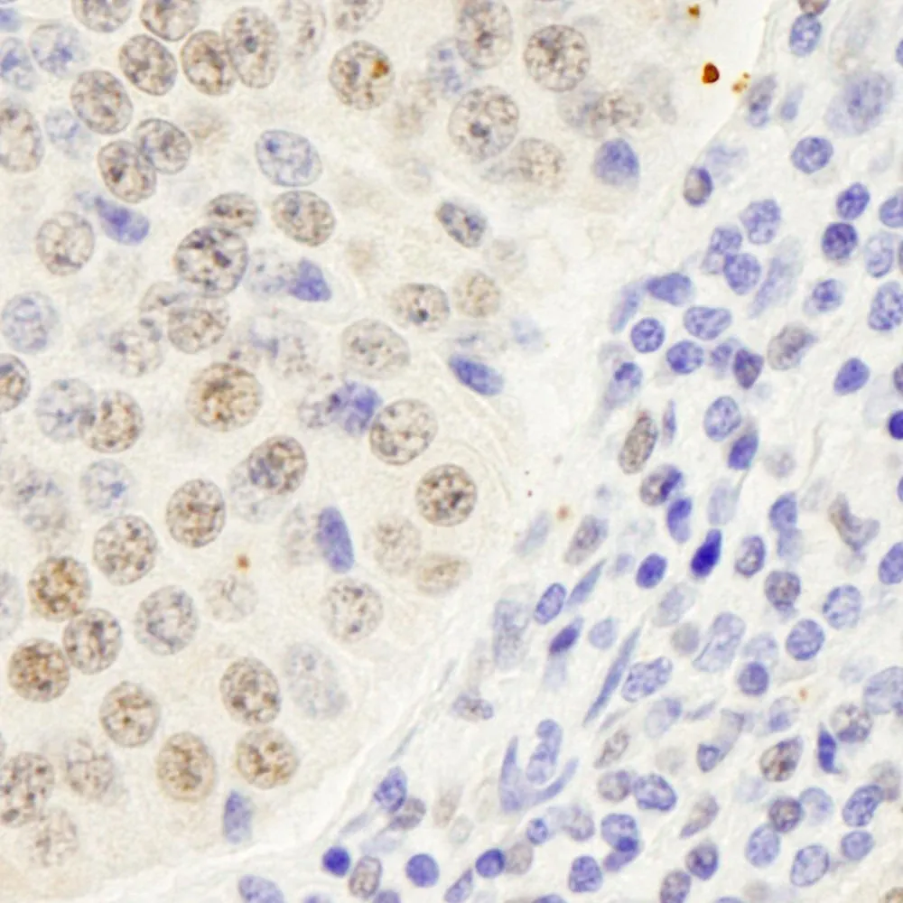 Rabbit anti-Symplekin IHC Antibody, Affinity Purified