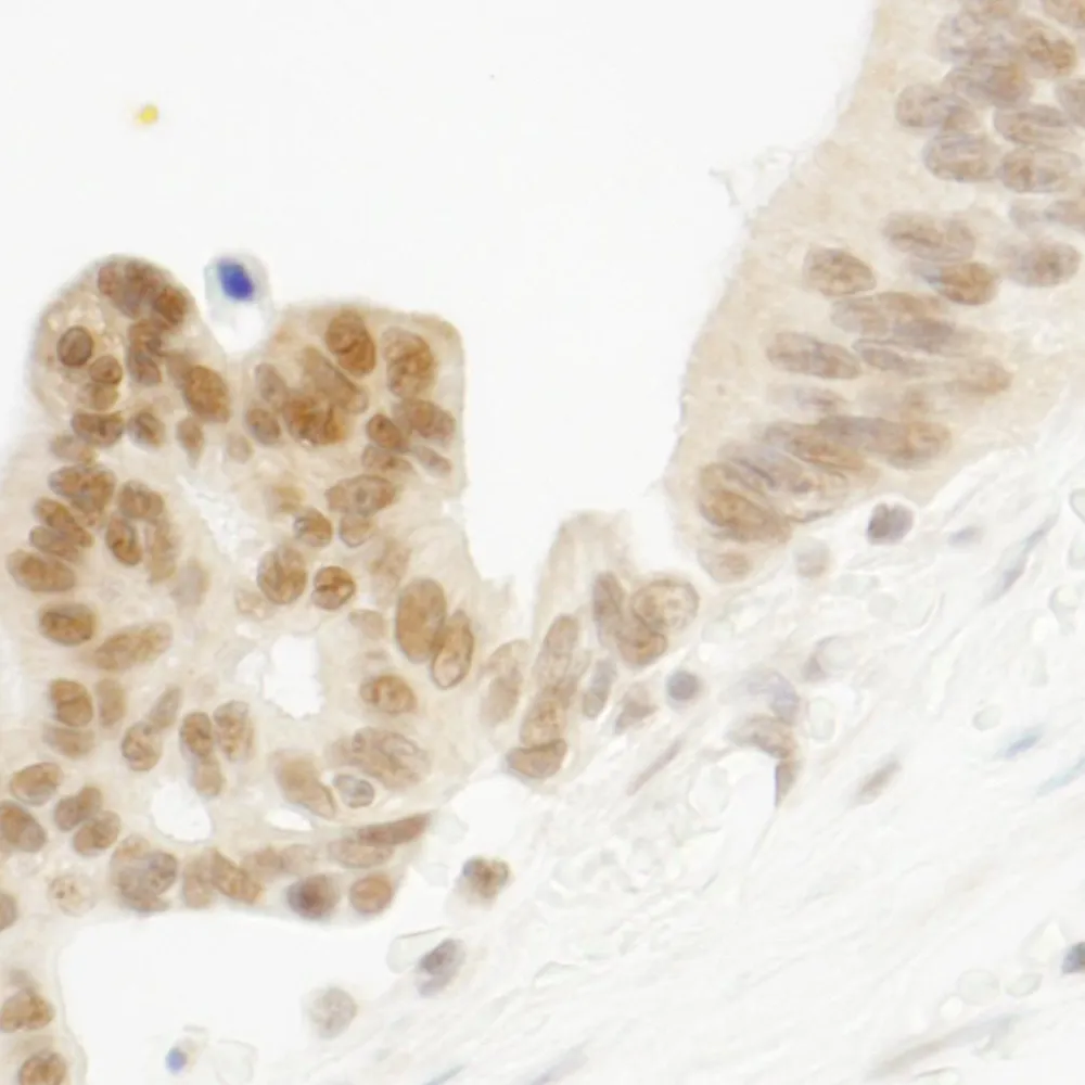 Rabbit anti-ELF1 IHC Antibody, Affinity Purified