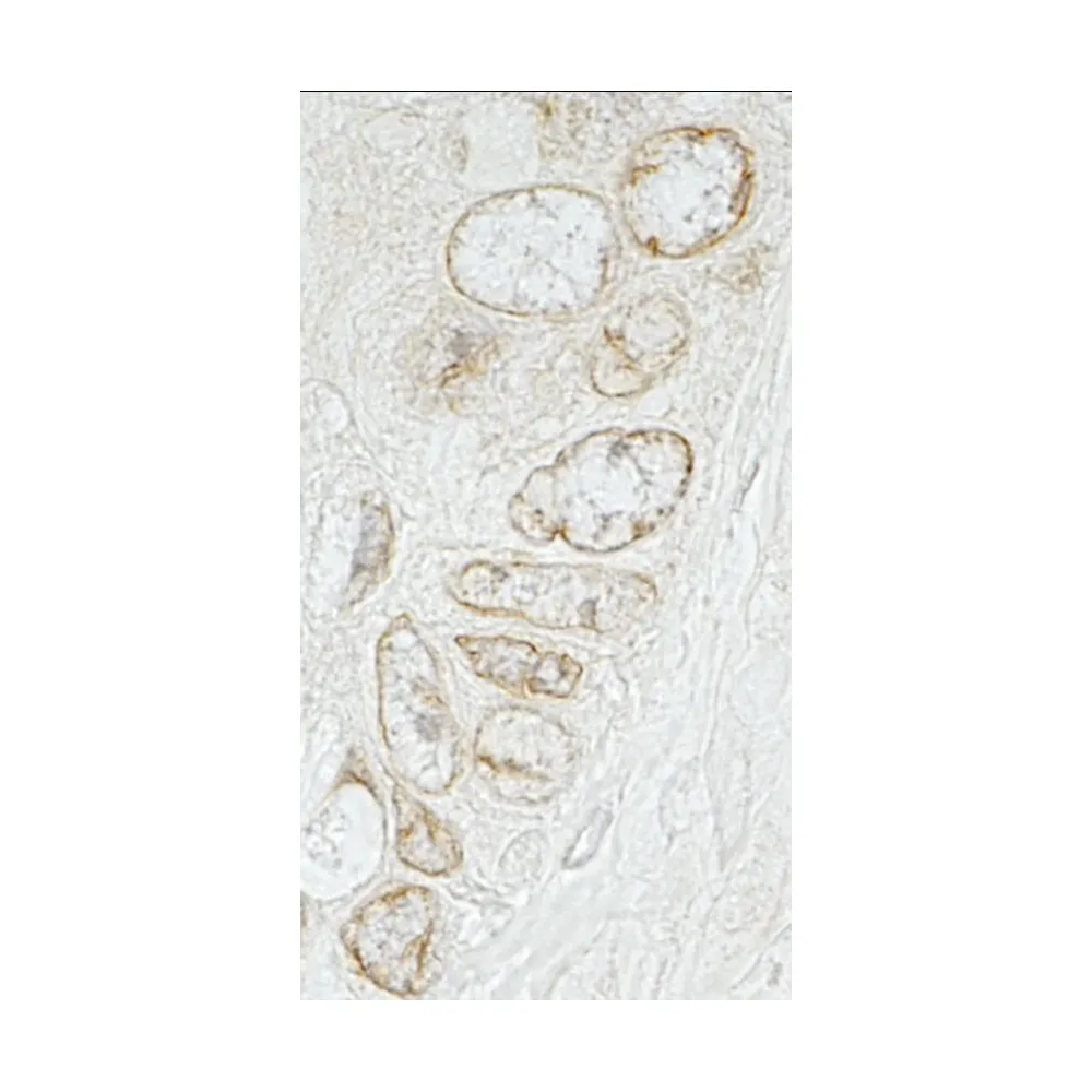 Rabbit anti-LAP1B IHC Antibody, Affinity Purified
