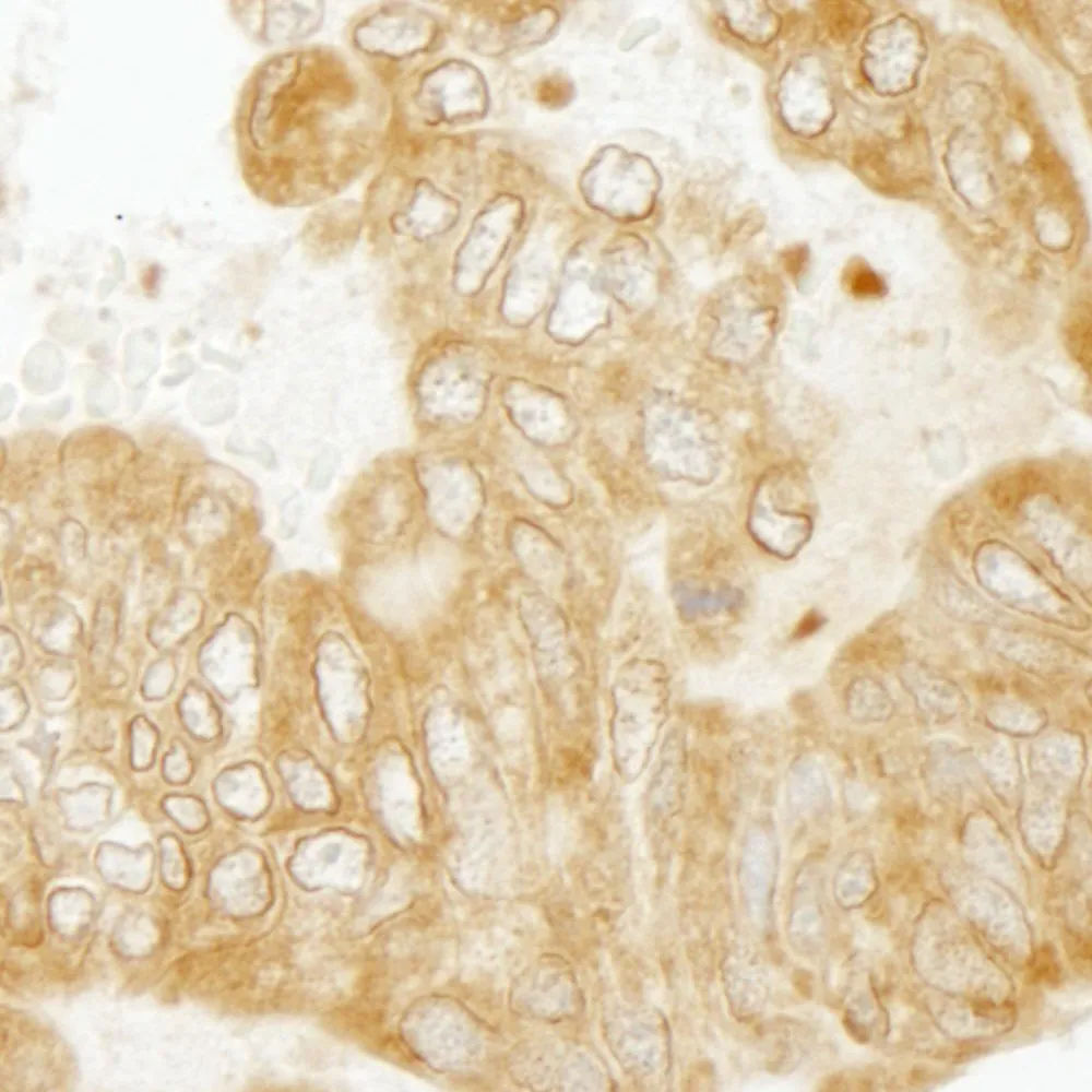 Rabbit anti-EEA1 IHC Antibody, Affinity Purified