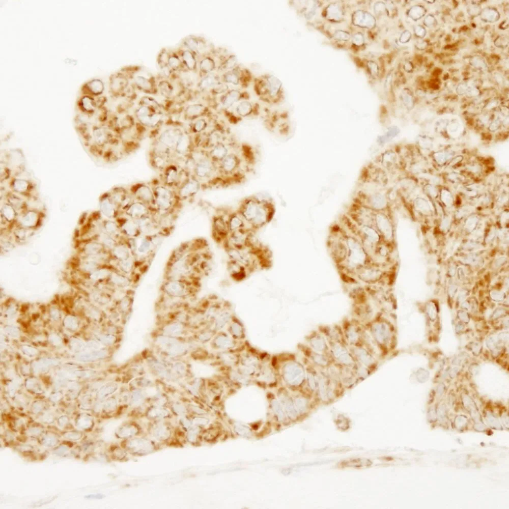 Rabbit anti-COX4 IHC Antibody, Affinity Purified