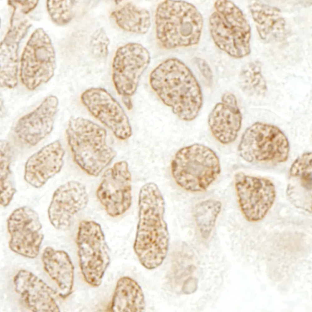 Rabbit anti-SRcyp IHC Antibody, Affinity Purified