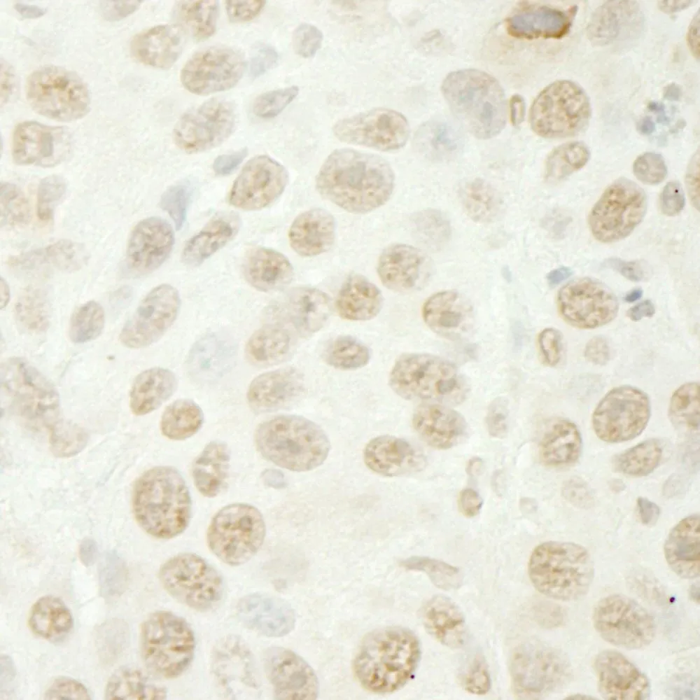 Rabbit anti-U2AF35 IHC Antibody, Affinity Purified