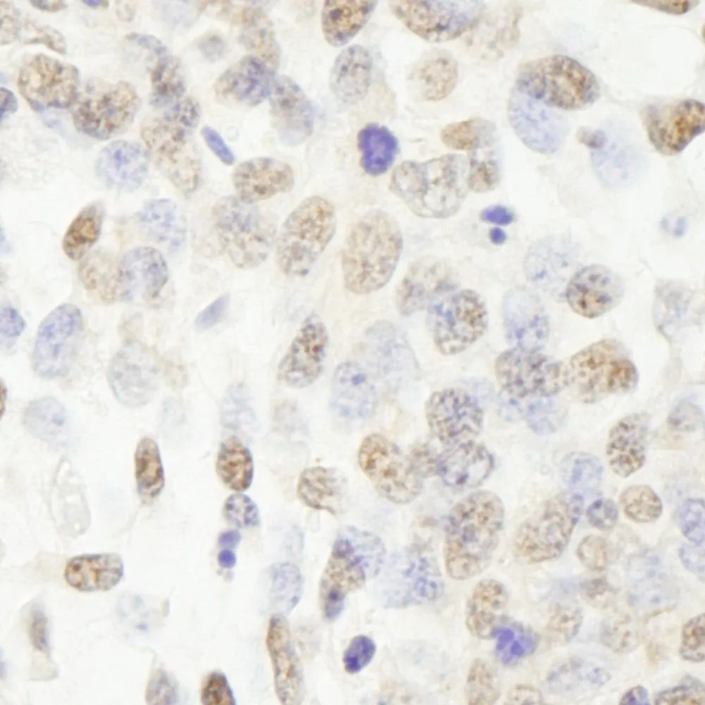 Rabbit anti-CPSF100 IHC Antibody, Affinity Purified