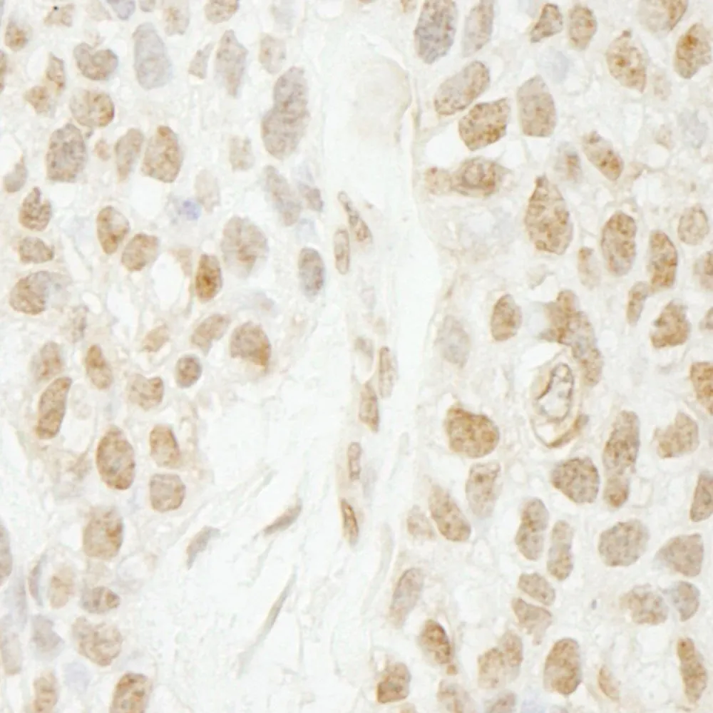 Rabbit anti-PA1 IHC Antibody, Affinity Purified