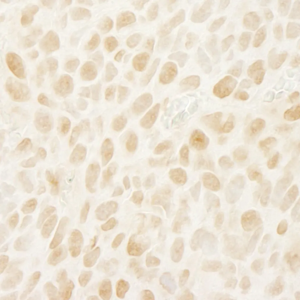 Rabbit anti-Leo1 IHC Antibody, Affinity Purified
