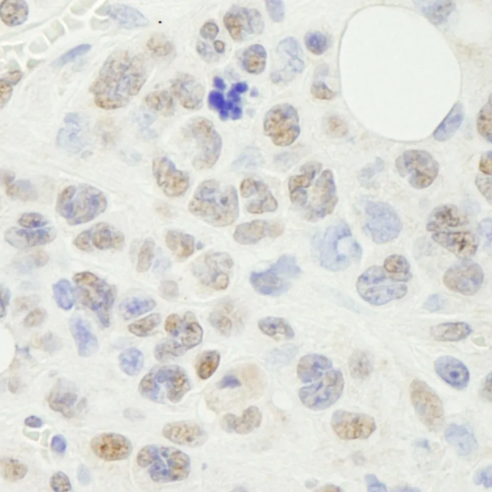Rabbit anti-NF-YA IHC Antibody, affinity purified