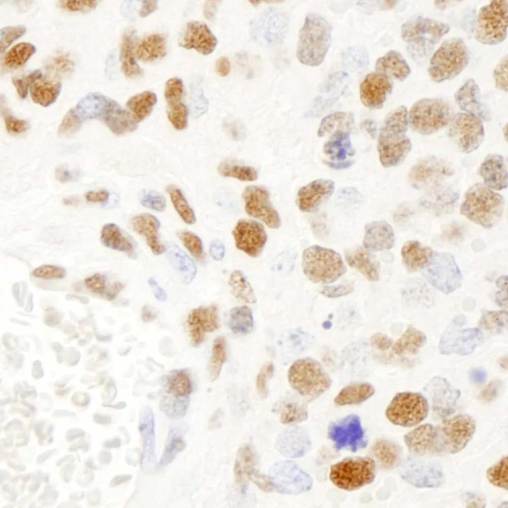 Rabbit anti-KSRP IHC Antibody, Affinity Purified
