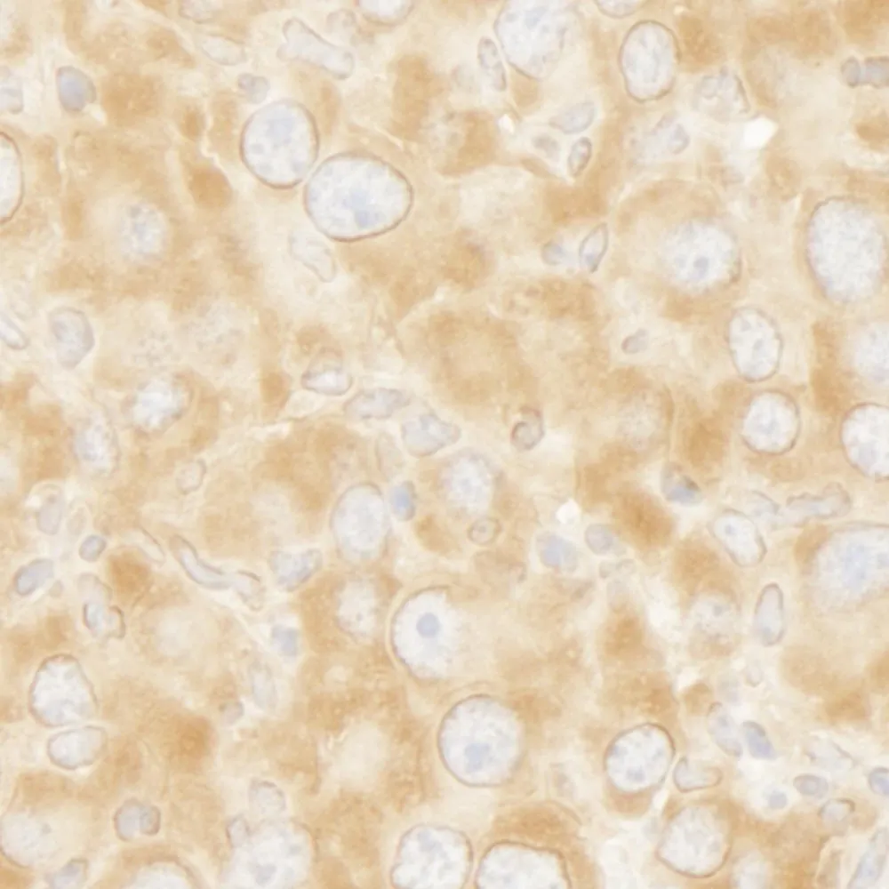 Rabbit anti-eIF3A/eIF3S10 IHC Antibody, Affinity Purified