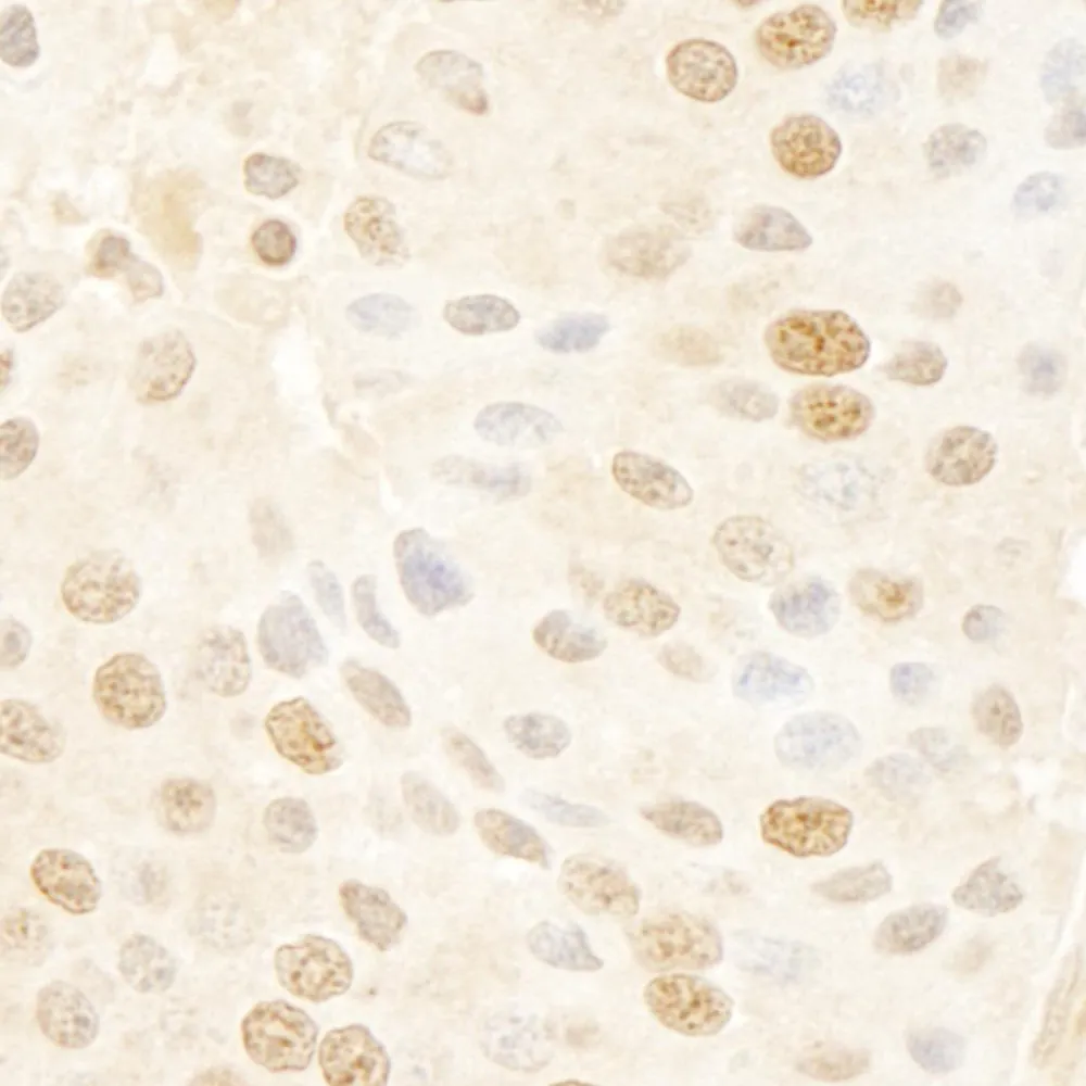 Rabbit anti-Cyclin C IHC Antibody, Affinity Purified