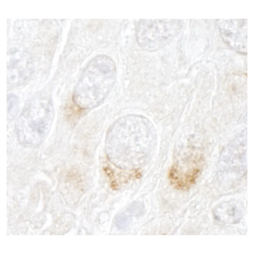 Rabbit anti-GBF1 IHC Antibody, Affinity Purified