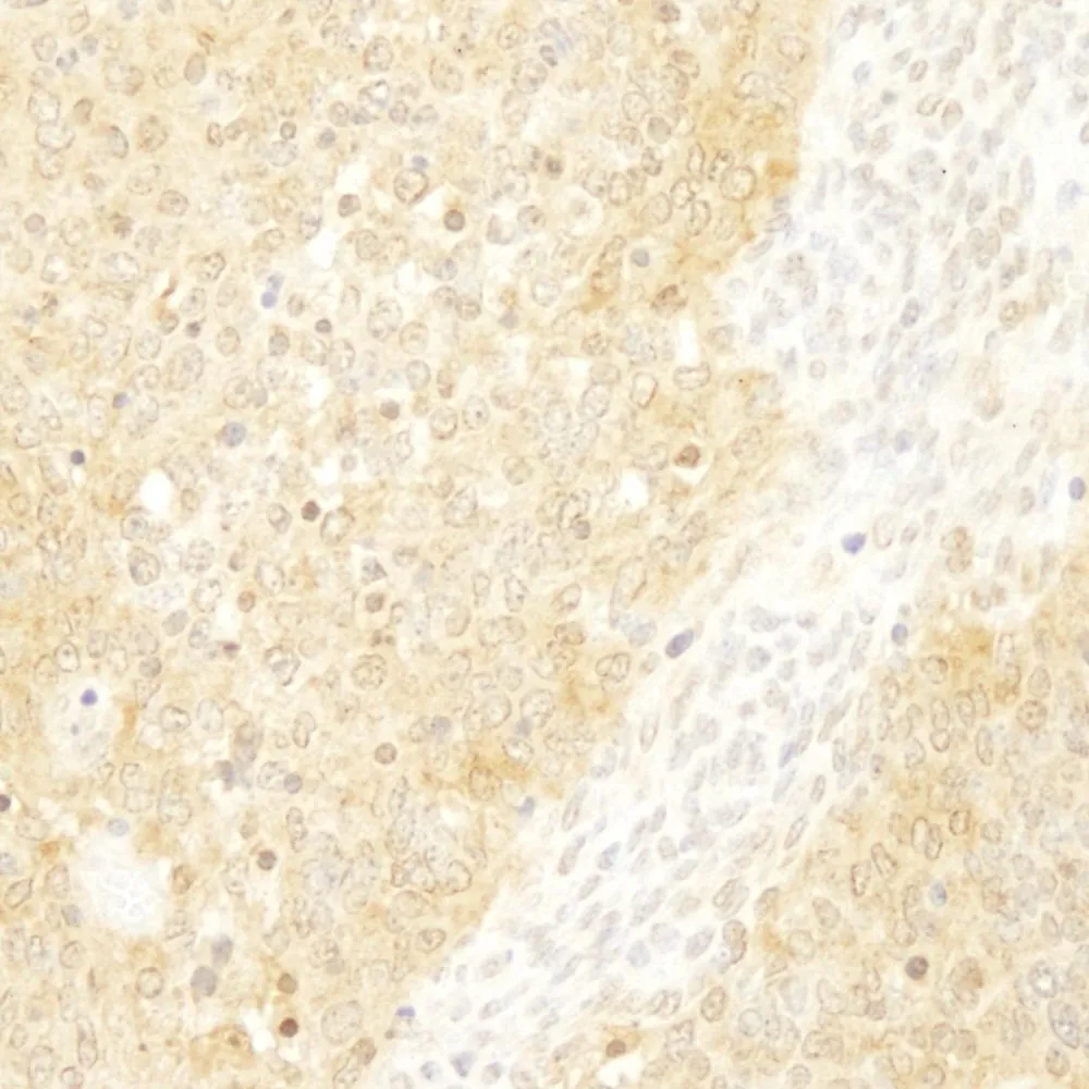 Rabbit anti-BCAR1/p130CAS IHC Antibody, Affinity Purified