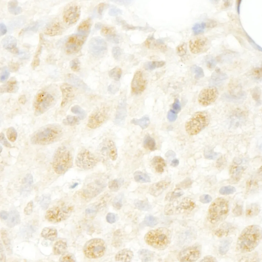 Rabbit anti-CROP/Luc7A IHC Antibody, Affinity Purified