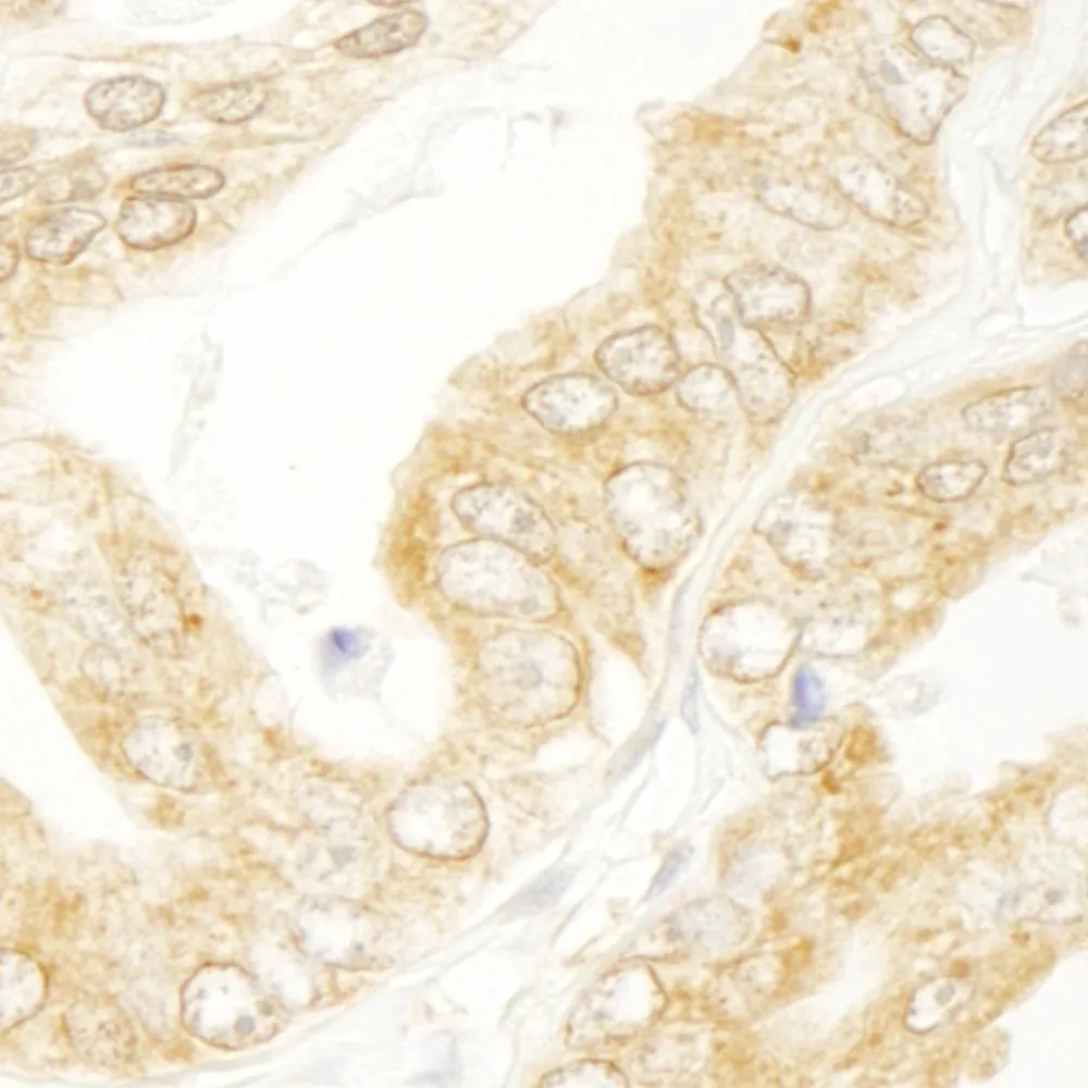 Rabbit anti-eIF4H IHC Antibody, Affinity Purified
