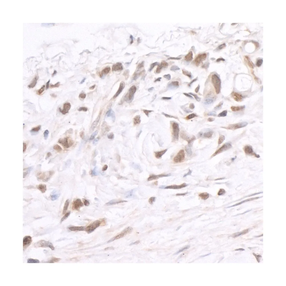 Rabbit anti-BRD2 IHC Antibody, Affinity Purified