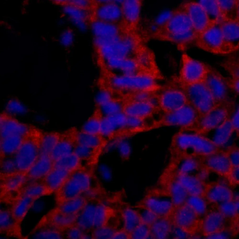 Rabbit anti-p600 IHC Antibody, Affinity Purified