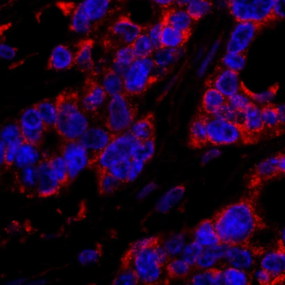Rabbit anti-DOCK4 IHC Antibody, Affinity Purified