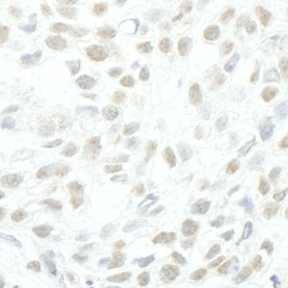 Rabbit anti-MLLT1 IHC Antibody, Affinity Purified