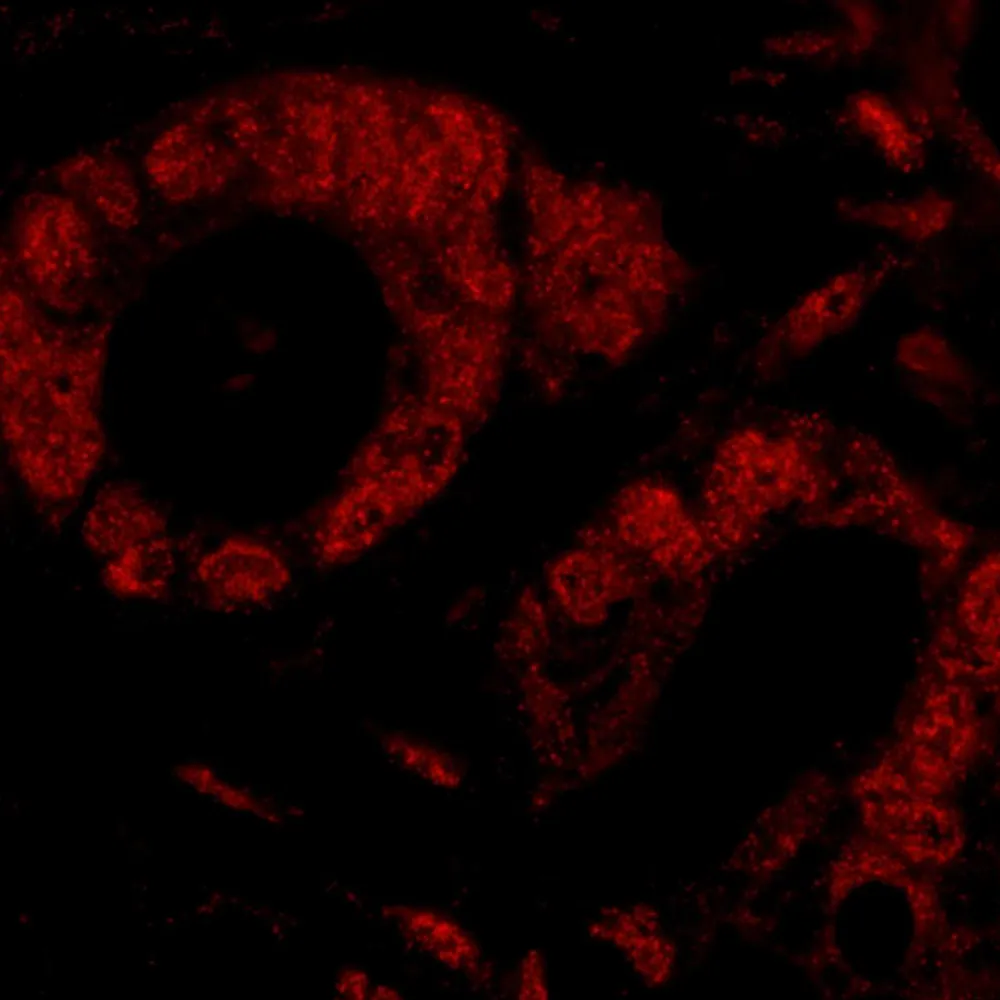 Rabbit anti-SMG9 IHC Antibody, Affinity Purified
