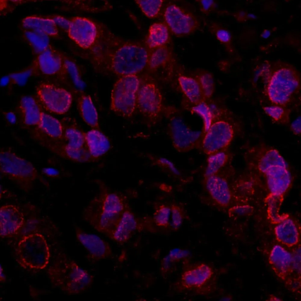 Rabbit anti-ARID4B IHC Antibody, Affinity Purified