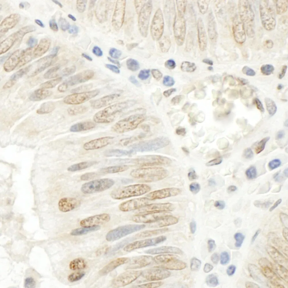 Rabbit anti-NOPP140 IHC Antibody, Affinity Purified