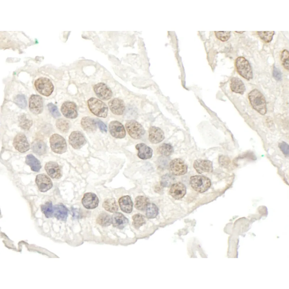 Rabbit anti-BRD7 IHC Antibody, Affinity Purified