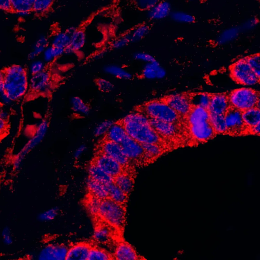 Rabbit anti-DAP5 IHC Antibody, Affinity Purified