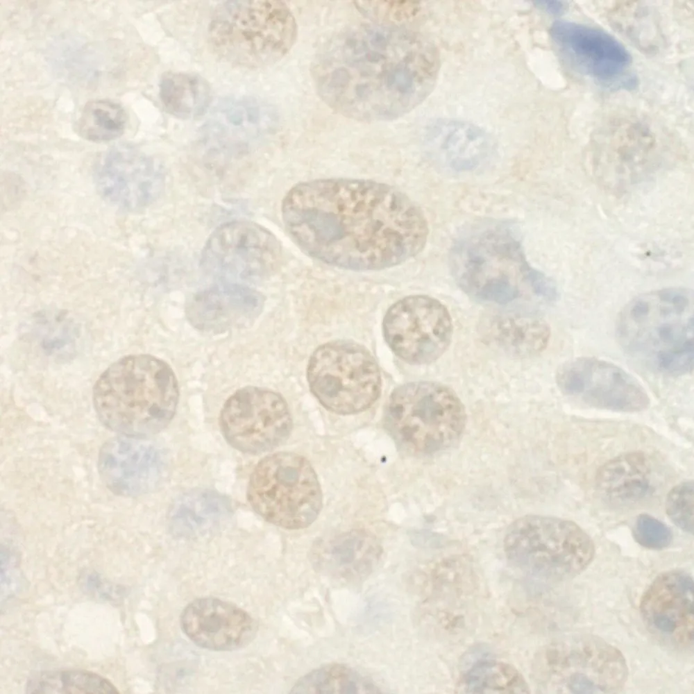 Rabbit anti-WDR5 IHC Antibody, Affinity Purified