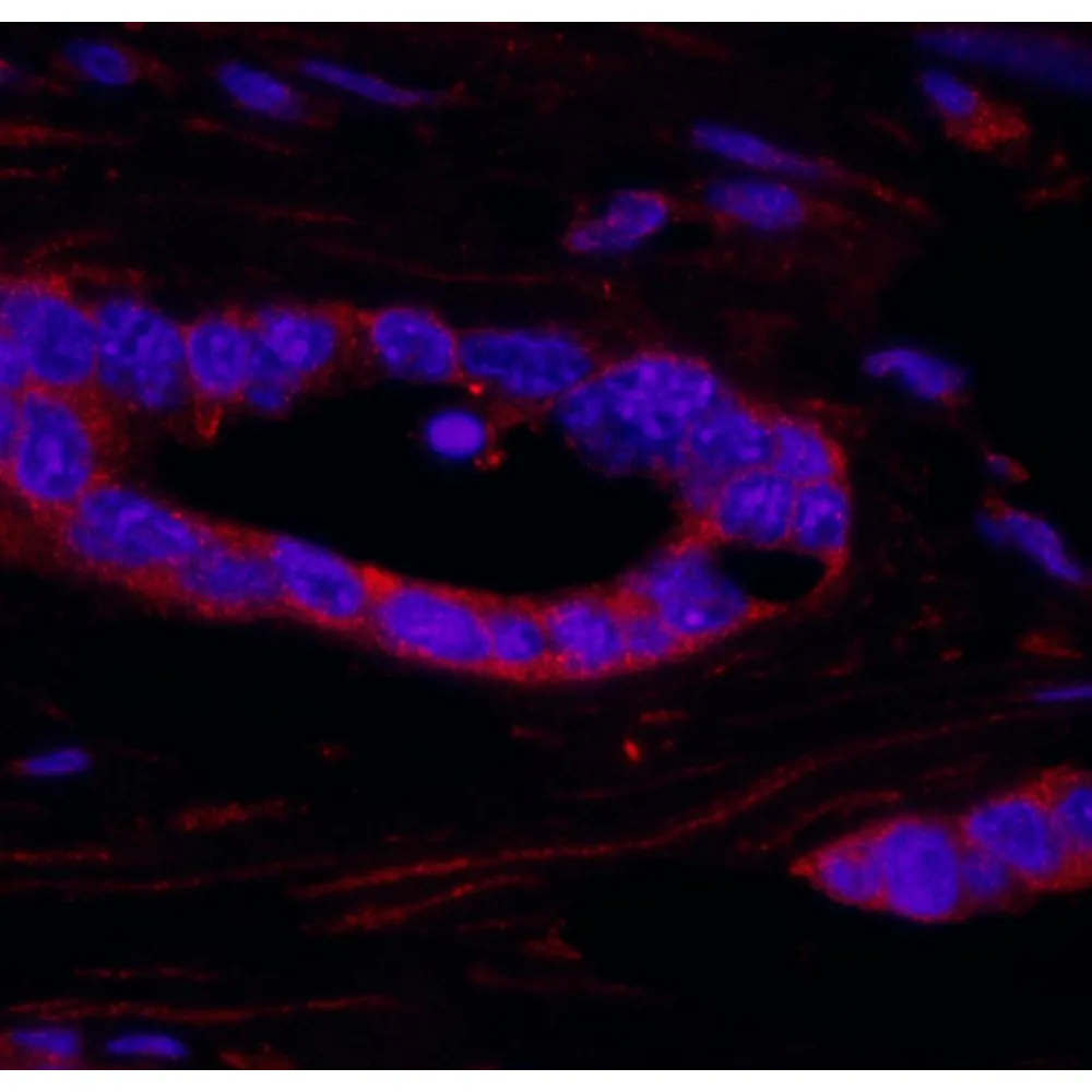 Rabbit anti-RSK2 IHC Antibody, Affinity Purified