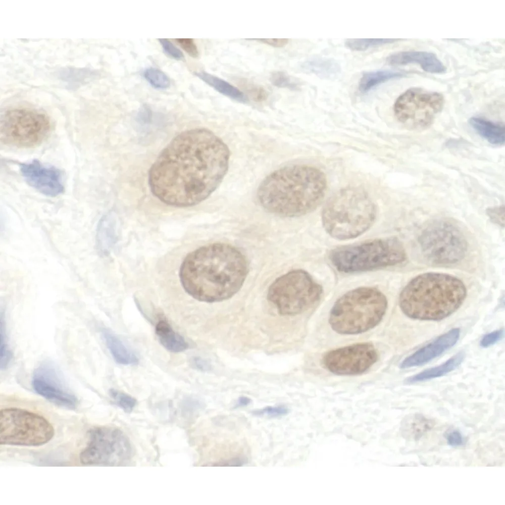Rabbit anti-DGCR8 IHC Antibody, Affinity Purified