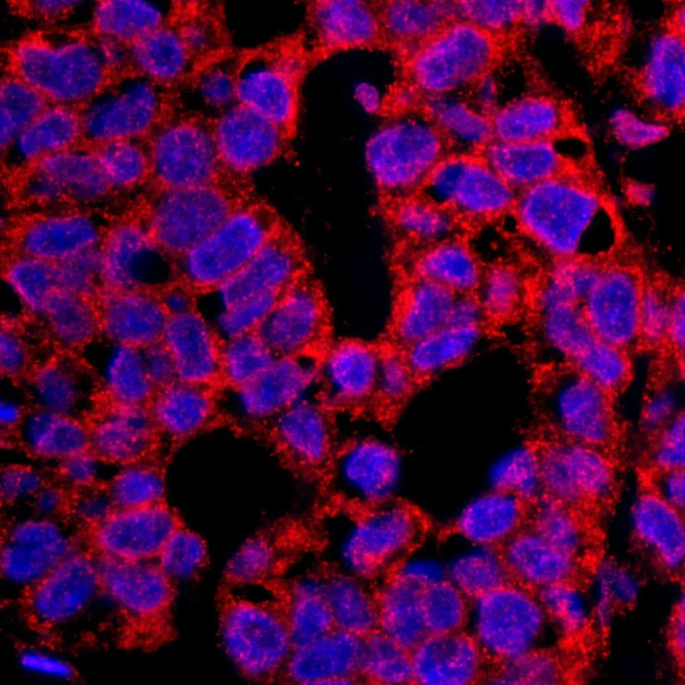 Rabbit anti-CASC3 IHC Antibody, Affinity Purified