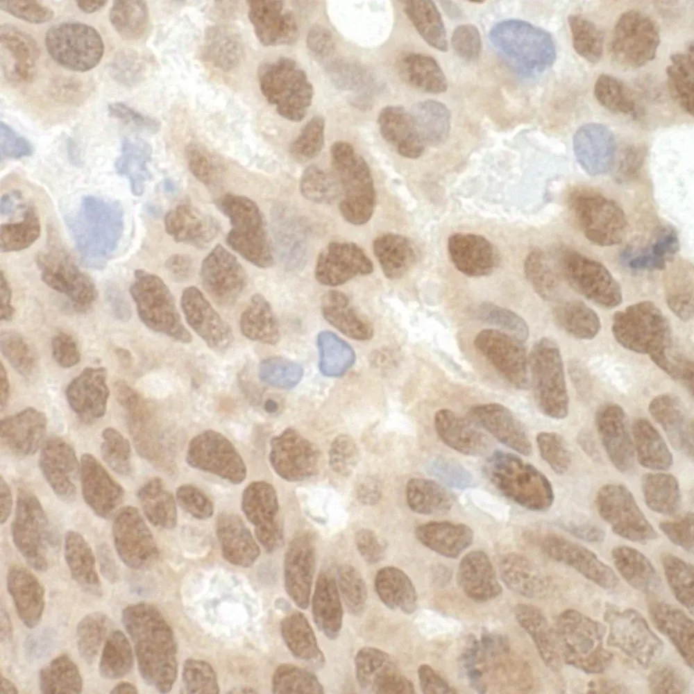 Rabbit anti-MBD3 IHC Antibody, Affinity Purified