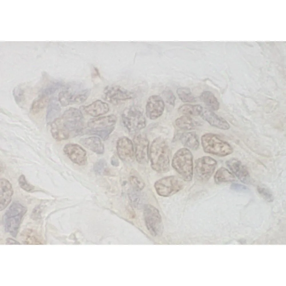Rabbit anti-IBP160 IHC Antibody, Affinity Purified