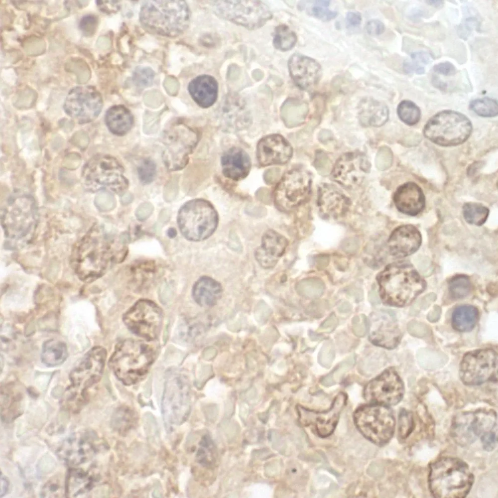 Rabbit anti-TFIP11 IHC Antibody, Affinity Purified