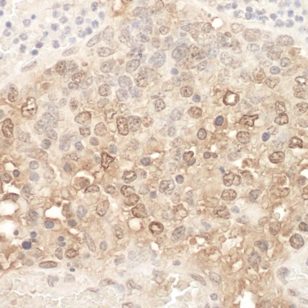 Rabbit anti-APC7 IHC Antibody, Affinity Purified